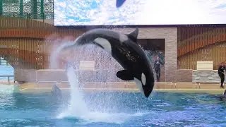 One Big World | Full Orca Encounter Segment 5/7/25 (2)