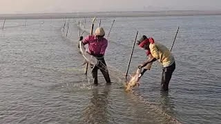 How is big fish hunted by a net from the river Ganges #fishhunting2 
