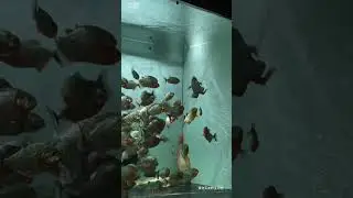 frog vs fish #nature #predator #frog vs #fish