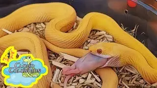 My Snake Collection 2023: Available Milksnakes and feeding.