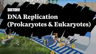 DNA Replication: Prokaryotes & Eukaryotes (Part 1) | Sketchy Medical | USMLE Step 1
