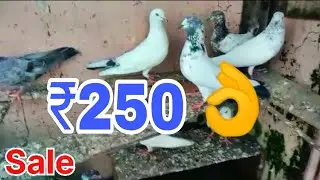 Sale के कबूतर आ गए हैं 🕊️// Sold out #kabutar #sale :9084490041,9410797342