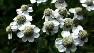 Sneezewort (Achillea Ptarmica) - 2012-08-11