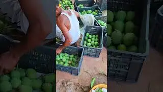 Ratnagiri Mango Price &ndash; Why This Premium Hapus Mango Costs More