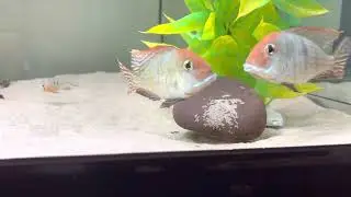 Red head tapajos geophagus breeding