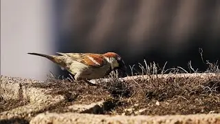 Cat TV for Relaxation 🐦🐿️ Birds, Squirrels & Small Animals | 30 Minutes of Calm Nature Sounds