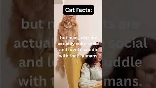 Facts about cats #catfact #cat #catlover #catvideos #shorts
