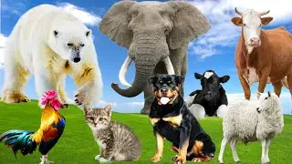 Cute Farm Animals: Cat, Dog, Cow, Sheep, Elephant, Chicken, Horse, Bear, Sheep - Animals moments