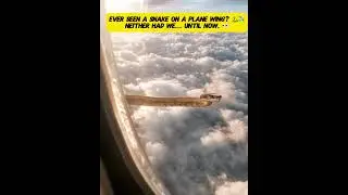 Snake Spotted on Airplane Wing Mid-Flight! 😱✈️🐍  #snake  #flight