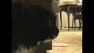 Talking cat from South Park 