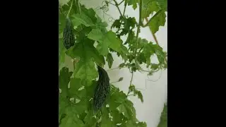 Growing bitter gourd vine from spoiled bittergourd/Bitter gourd/vegetable करेले की बेल/Garden Garden