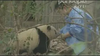 奶妈收猫 20级的熊猫宝宝中花花是最好收的 Nanny takes panda cubs home, HeHua is the chubbiest but easiest one to take