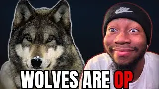 TierZoo Explained Why Wolves Are OP&hellip; and He&rsquo;s Right