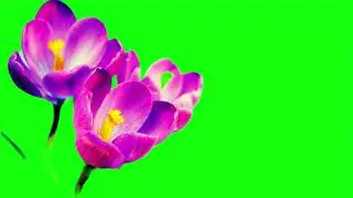 blooming flowers animated cartoon green screen copyright free video