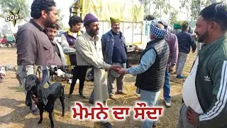 ਮੇਮਨੇ ਦਾ ਸੌਦਾ Mullanpur Dakha Bakra Mandi #live_sauda #goatstar #goatfarming #bakramandi #panjab 