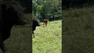 Lil&rsquo; Red Looks Angry! #kentucky #cow #animalfarming #funnyanimals #ginger #cattle #angus #pasture