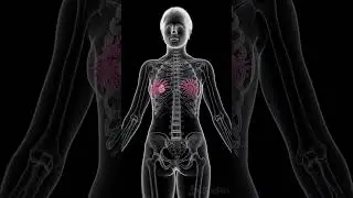 🎗️ October is Breast Cancer Awareness Month 🎗️ #anatomy