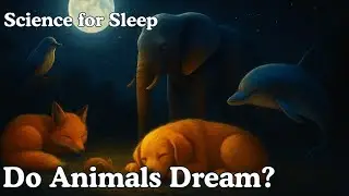 Animals Dreams Facts for Deep Sleep and Calm