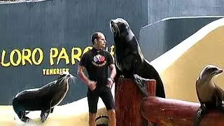 Teneriffa - Loro Park Seelöwen-Show