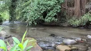 Relaxing River Sounds in Taiwan Forest | White Noise for Sleep & Focus
