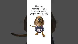 How the Patriots became AFC Champions #newenglandpatriots #nfl #nflplayoffs #superbowl #dog