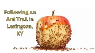 Following an Ant Trail in Lexington KY