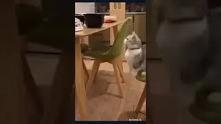 #cat #fun #catclips