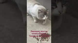 #помощьбездомным #crimea #бездомныеживотные #помощьбездомнымживотным #cats #cats-video #помощь
