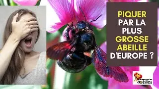 ABEILLE CHARPENTIÈRE XYLOCOPA VIOLACEA BOURDON NOIR BOURDON BLEU : DANGER ?