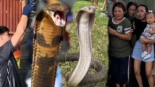 TATLO NA ANG NAPAP4T4Y  SA TUKLAW NG KING COBRA SA LOPEZ QUEZON