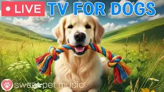 🔴24 Hours of Dog TV🎵🐶Calming Music for Dog Sleep🐾🩷Soothing Dog Music for Anti Stress and Anxiety