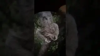 Night Sloth with Toucans talking in background - Costa Rica
