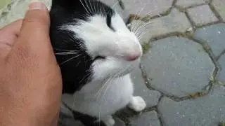 Kedi Nasıl Sevilir Veya İnsan Seven Kedi