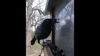 Beautiful Grackle Feeding Up Close | My Backyard Friends