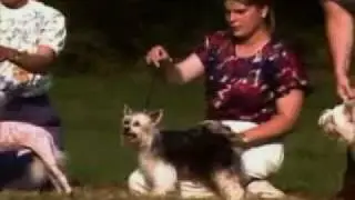 Chinese Crested Breed Standard [Part 1 of 5]