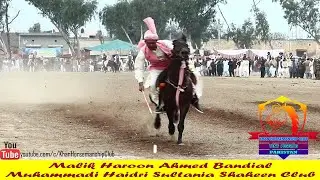 International horse rider | horseback riding information | horse riding skills | tent pegging 2019.