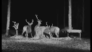 2024-03-01 Hirvekaamera, Ervin sheds his antlers, red deer