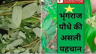 Bhringraj is a medicinal herb for skin and hair 🌿llभृंगराज पौधे की असली पहचानll#ytvideo #haircare ..
