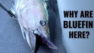 Bluefin in Southern California? | Captain Dave EXPLAINS