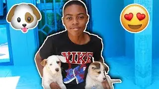 I GOT PUPPIES !