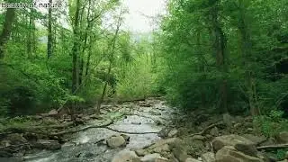 A Shallow River Streaming Through A Bed Of Rocks
