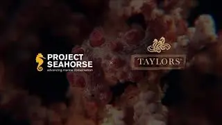 About Project Seahorse