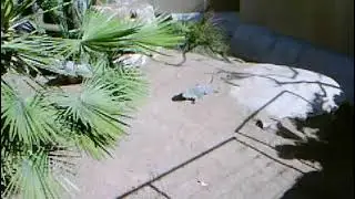 PSP Camera Adventure 82 - Grand Cayman Iguana at San Diego Zoo