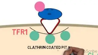 transferrin cycle
