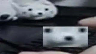 cookiezi leaked osu finger control footage (( [