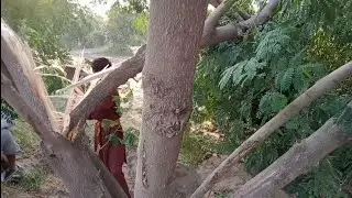 tree katne ki machine price, | tree katne ka tarik درخت کاٹنے | درخت کاٹنے والی ویڈیو  | vlgo video