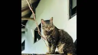 Bali Cat......‼️ #bali#balicat#catlover#kucing#lucu