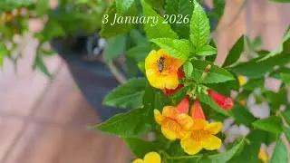  3 JANUARY 2026
