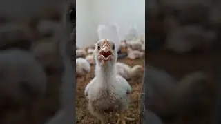 Dark Truth About Boiler Chicken ?🤯By info fact News