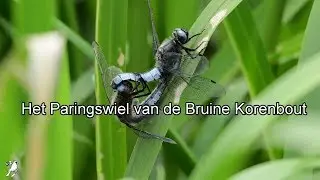 Paringswiel van de Bruine Korenbout